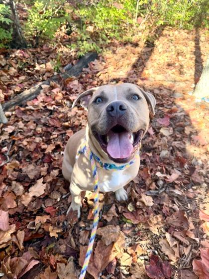 Finch, a Adoptable mixed breed in Fishers, IN image 3/3