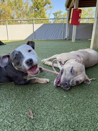 Enlarge Finch (in foster), a Adoptable mixed breed in Fishers, IN image 3/3