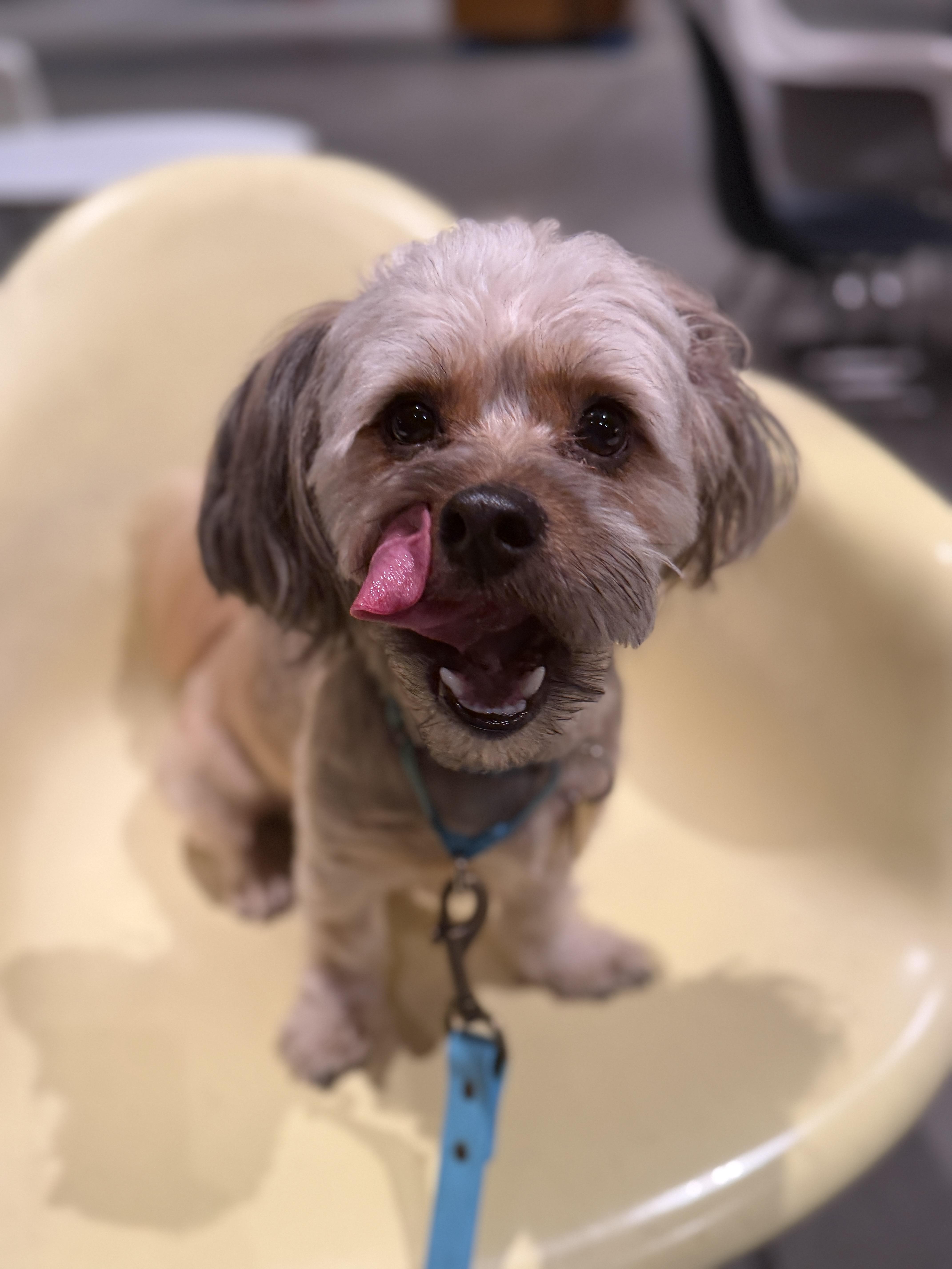 Enlarge Snorkel, a Adoptable mixed breed in Pasadena, CA image 6/6