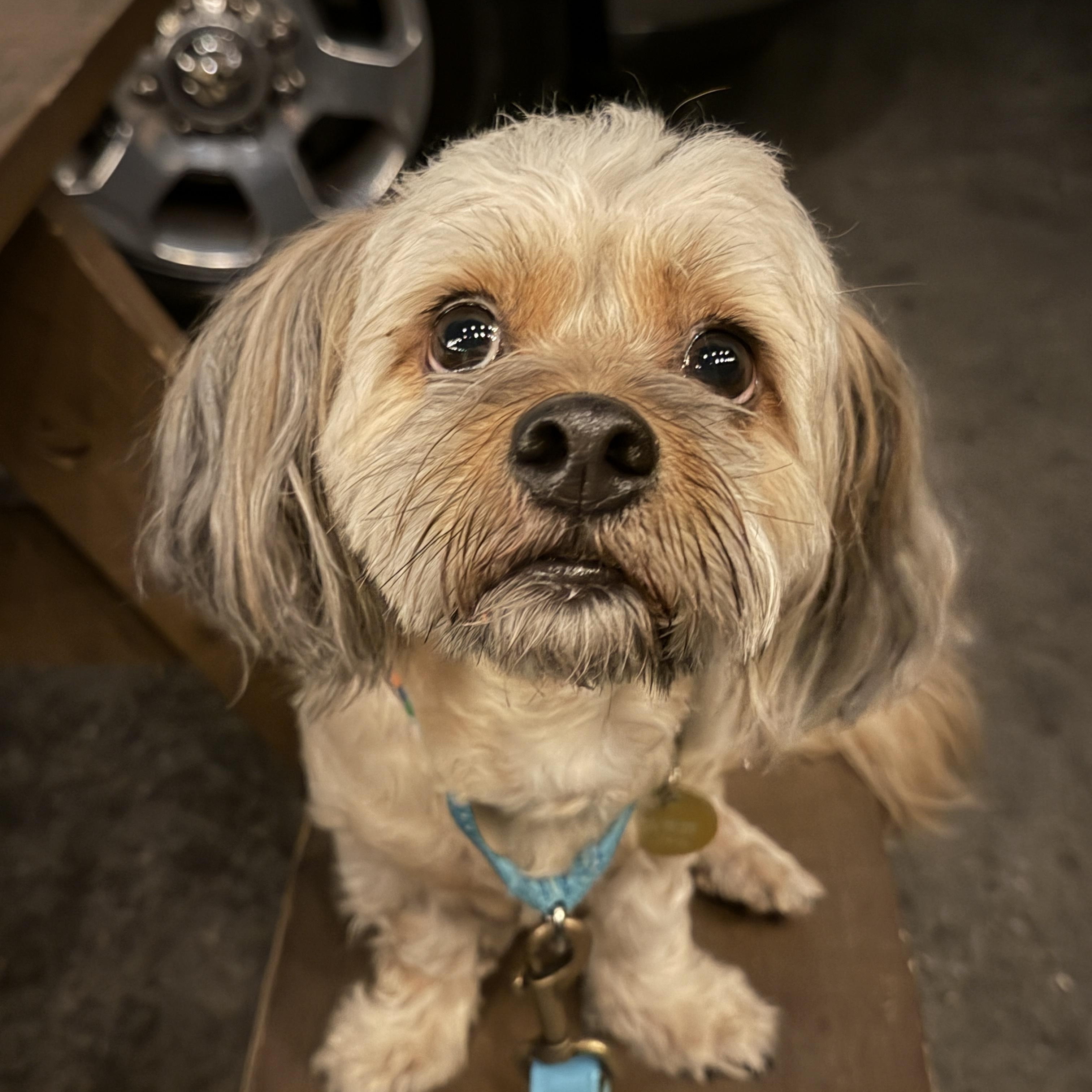 Enlarge Snorkel, a Adoptable mixed breed in Pasadena, CA image 5/6