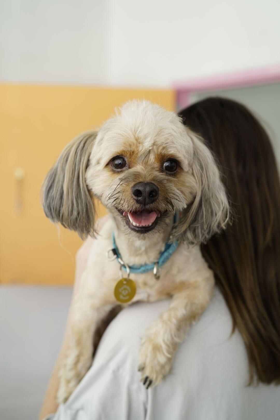 Snorkel, Adoptable, Young Male Maltese.