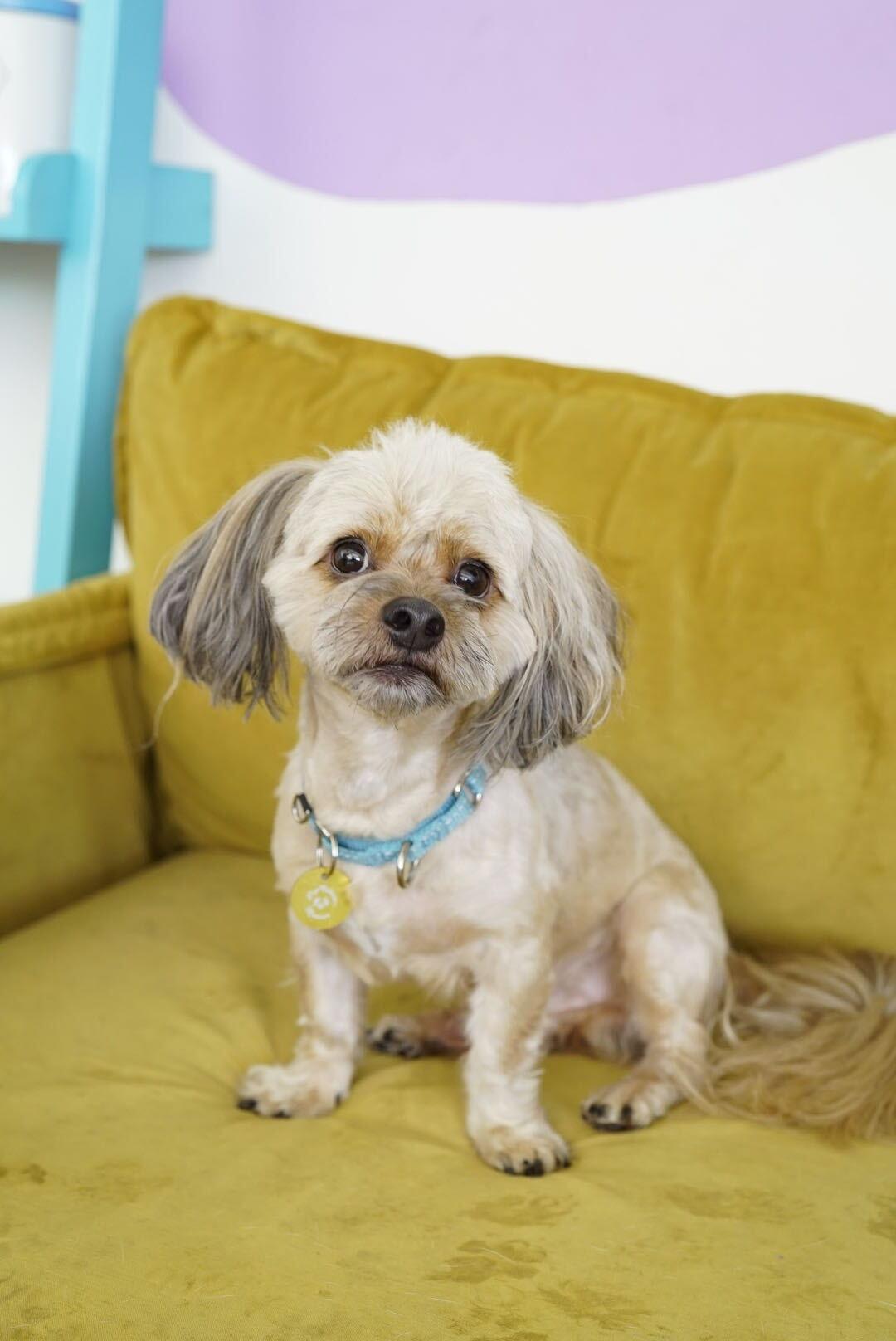 Enlarge Snorkel, a Adoptable mixed breed in Pasadena, CA image 4/6