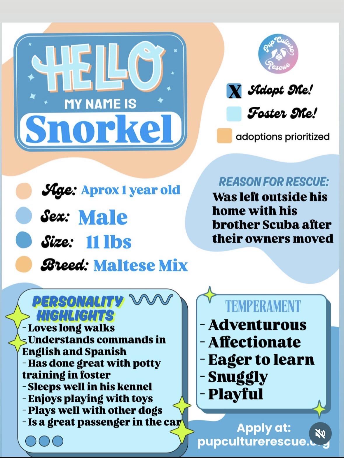 Enlarge Snorkel, a Adoptable mixed breed in Pasadena, CA image 2/6