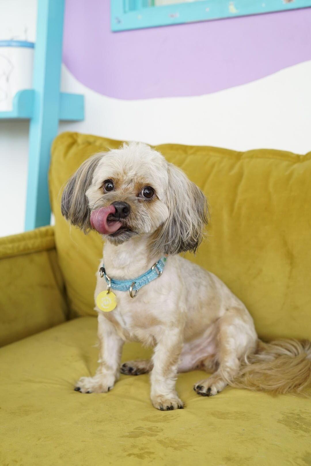 Enlarge Snorkel, a Adoptable mixed breed in Pasadena, CA image 3/6