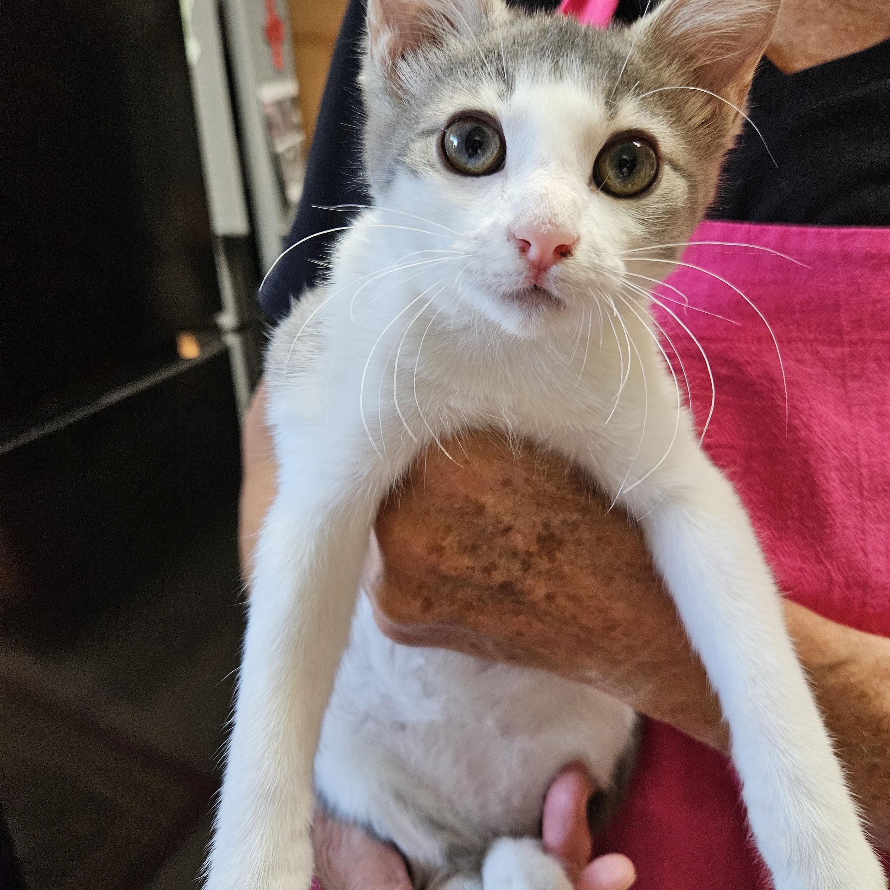 Pablo Poblano, ADOPTABLE, Young Male Domestic Short Hair.
