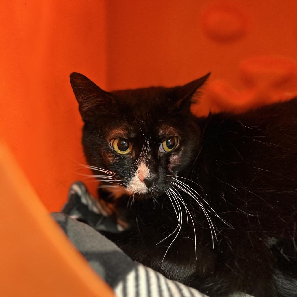 Cookie, Adoptable, Adult Female Domestic Short Hair.