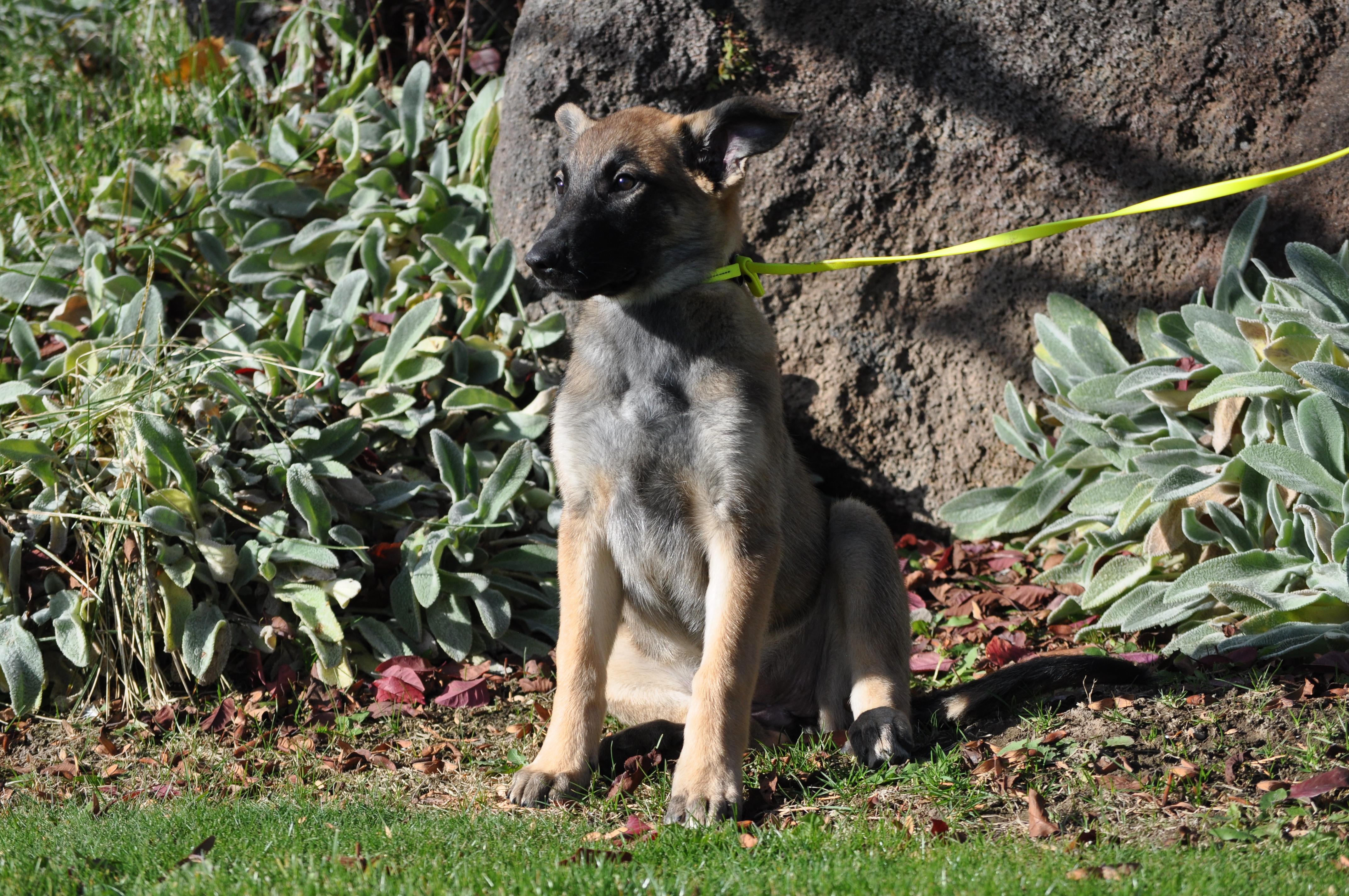 Buffy, a ADOPTABLE mixed breed in Union Gap, WA image 2/3