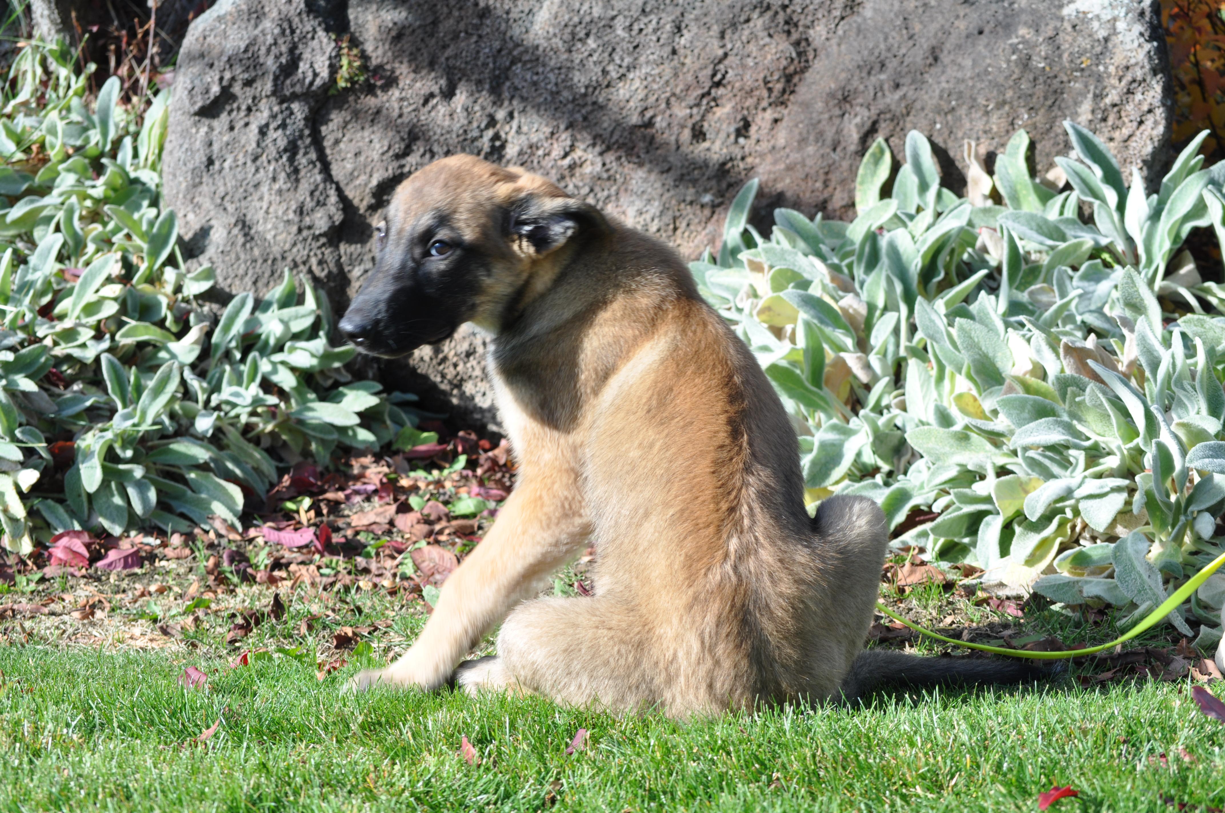 Buffy, a ADOPTABLE mixed breed in Union Gap, WA image 3/3