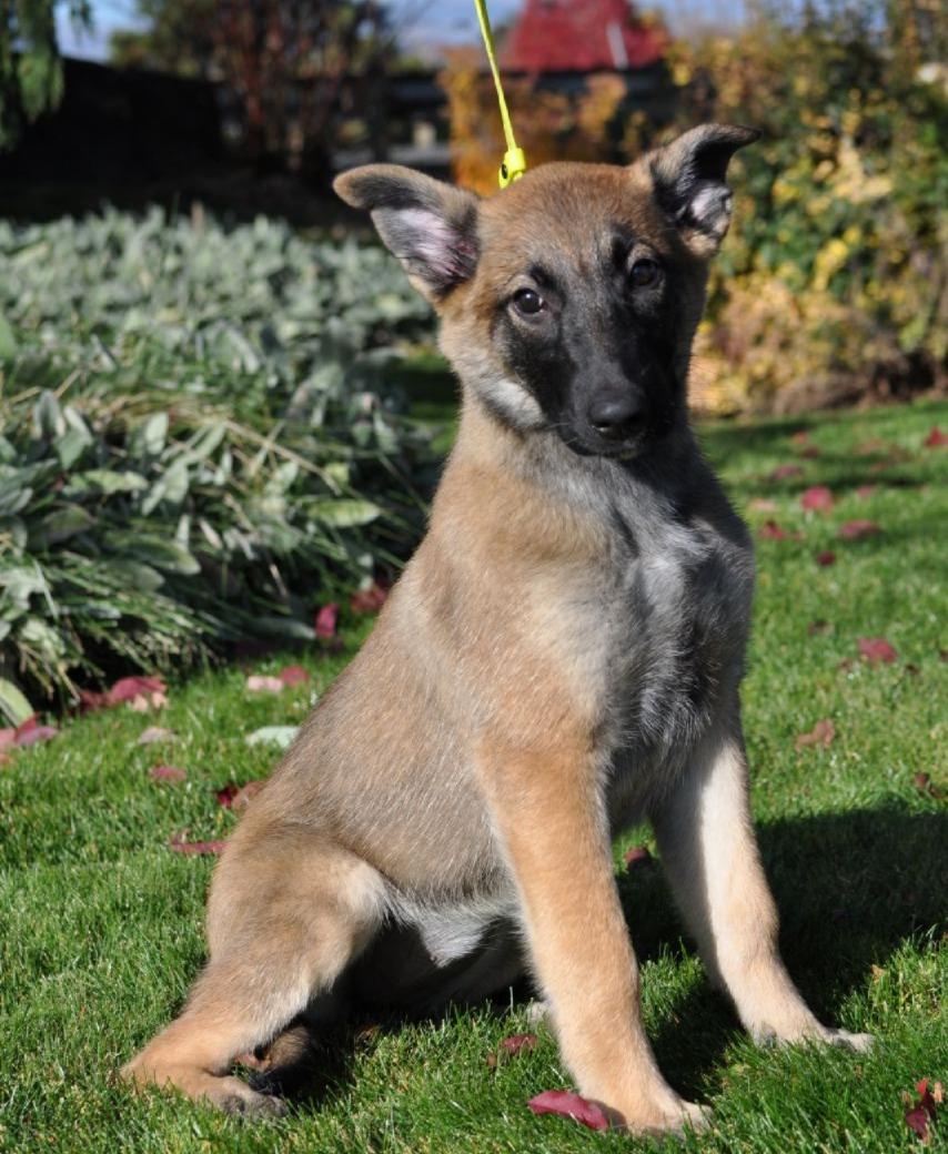 Buffy, ADOPTABLE, Young Female Shepherd & Belgian Shepherd / Malinois.