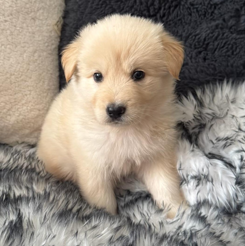 Cletus, adopted, Puppy Male Shepherd & Great Pyrenees.