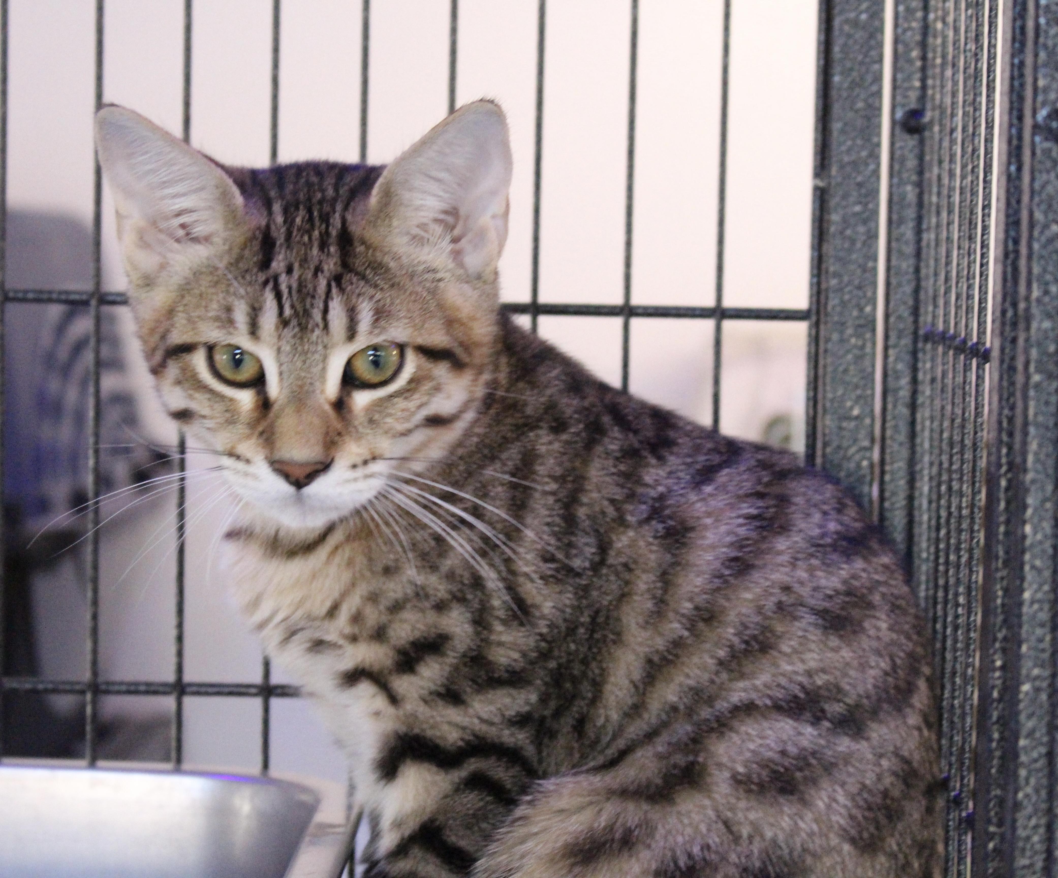 Kevin, Adoptable, Young Male Tabby.
