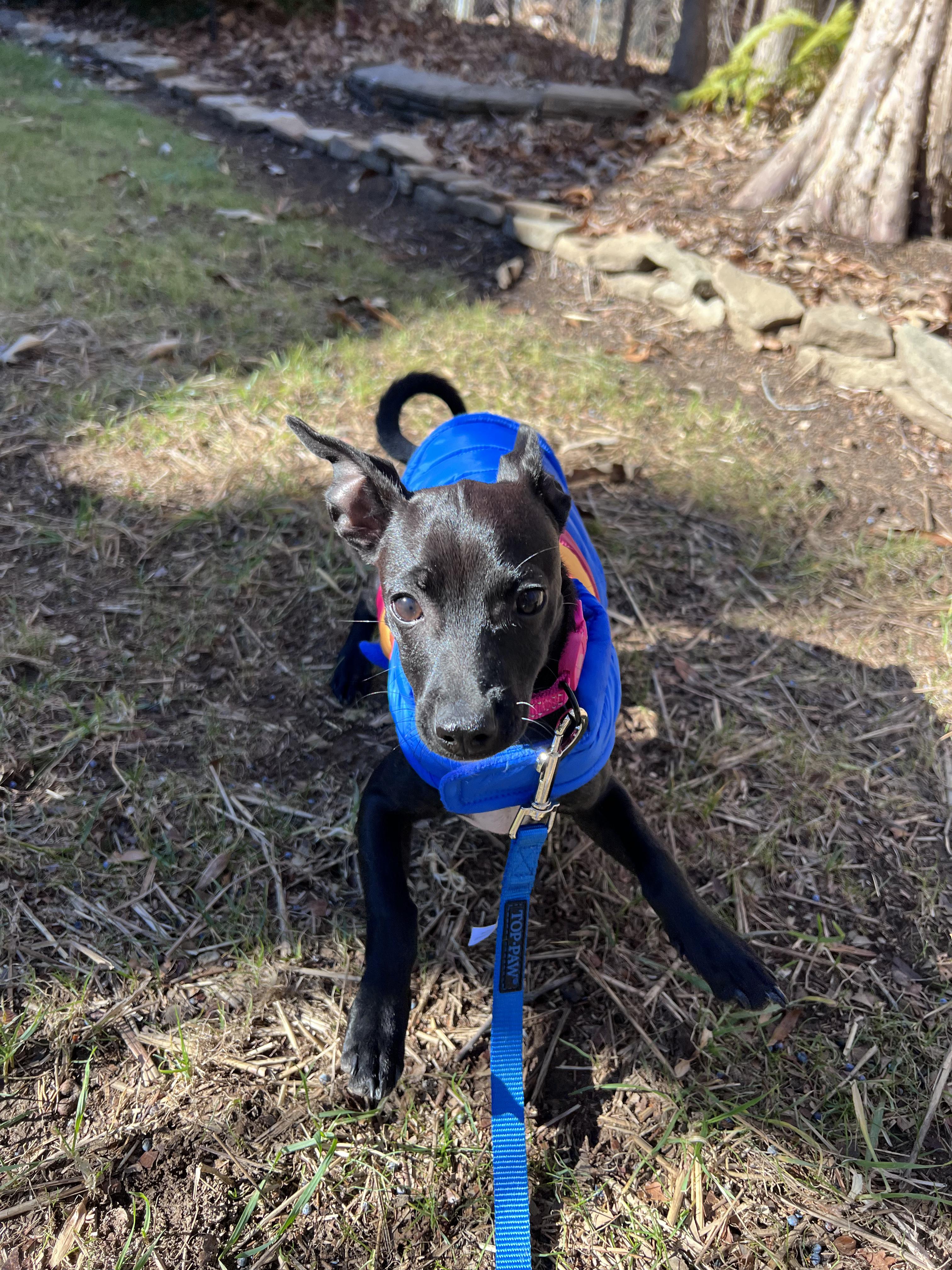 Sofia - The Sweetie, an adoption pending mixed breed in ASHEVILLE, NC image 3/6