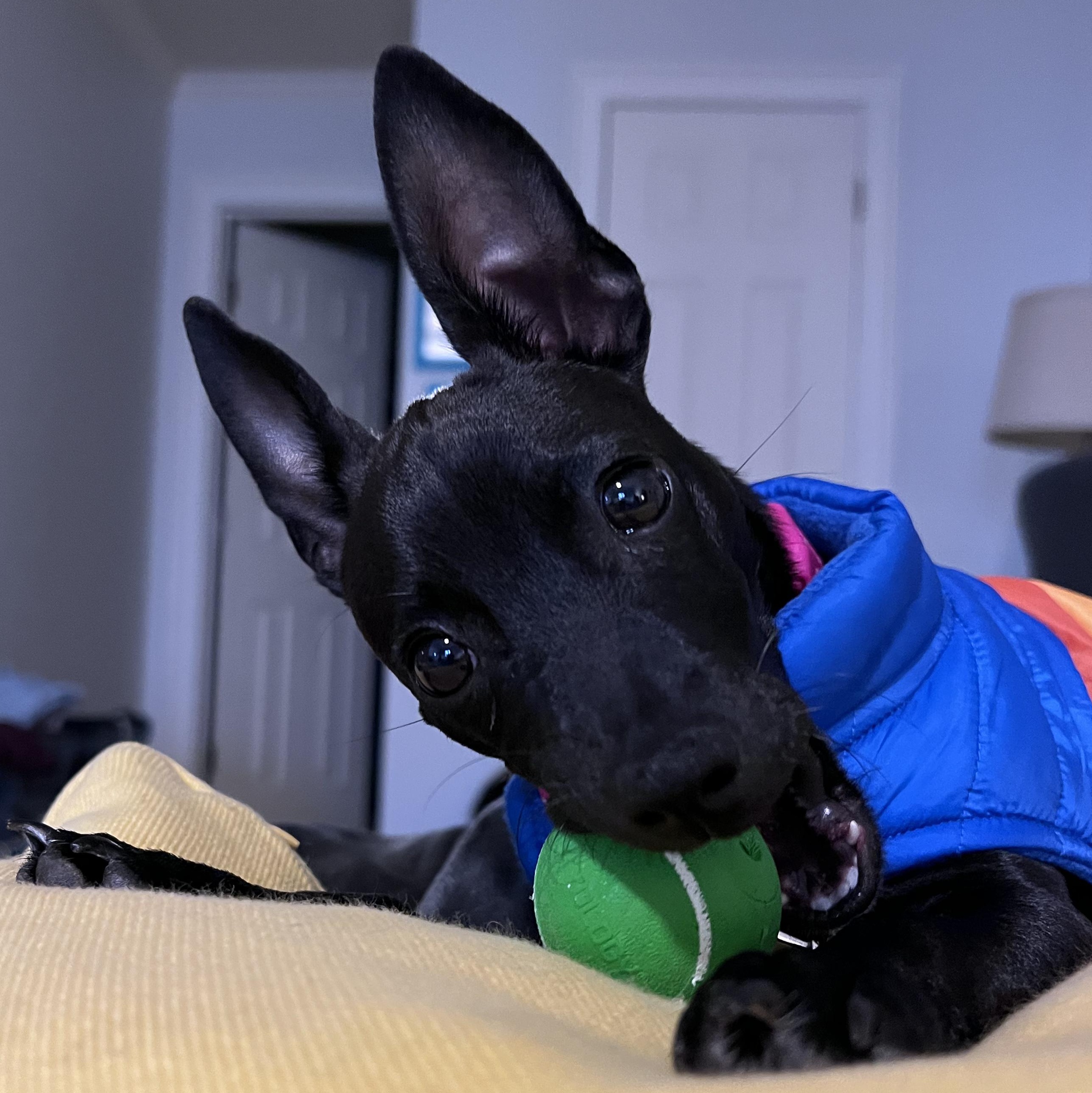 Sofia - The Sweetie, an adoption pending mixed breed in ASHEVILLE, NC image 4/6
