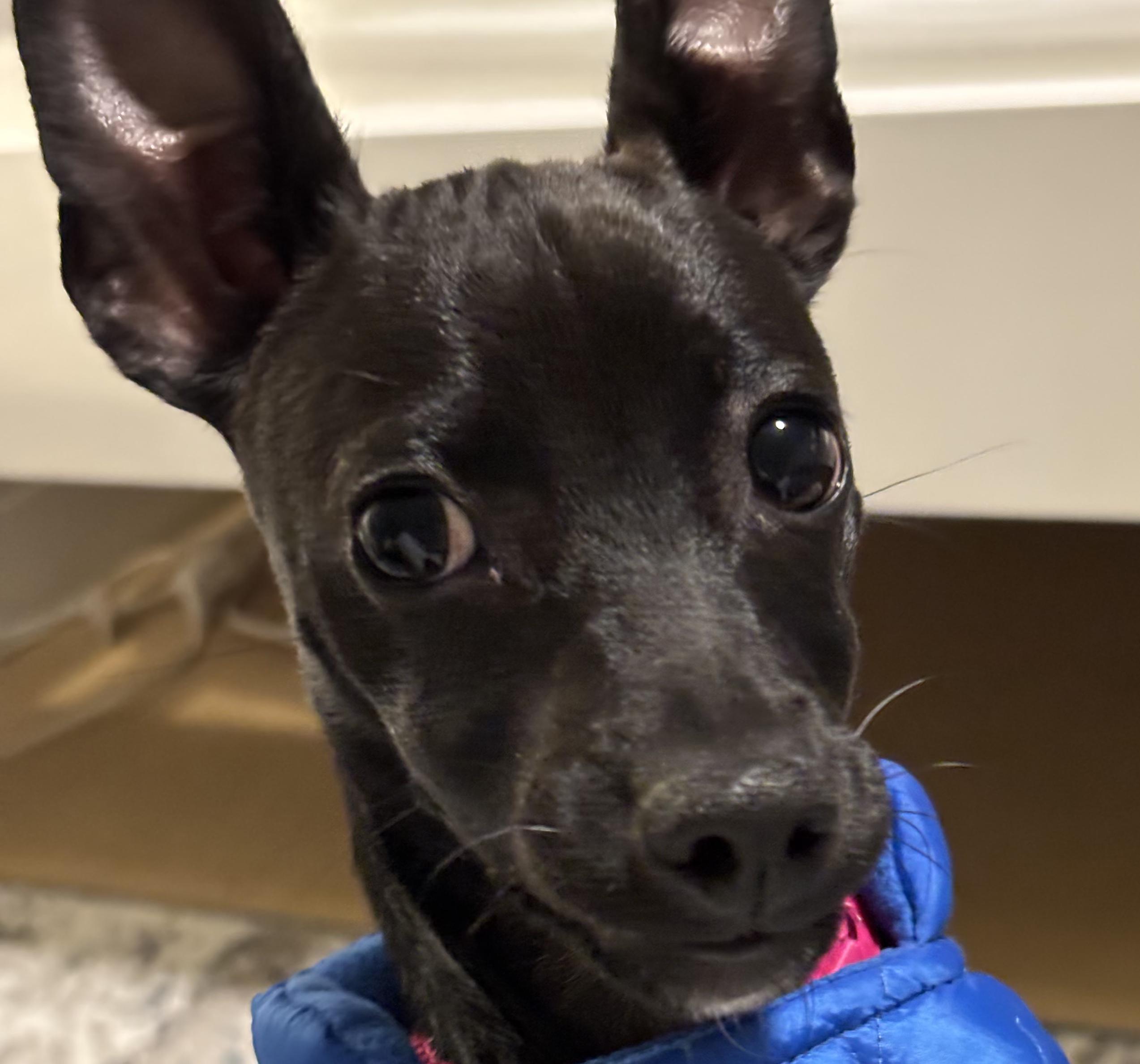 Sofia - The Sweetie, an adoption pending mixed breed in ASHEVILLE, NC image 6/6