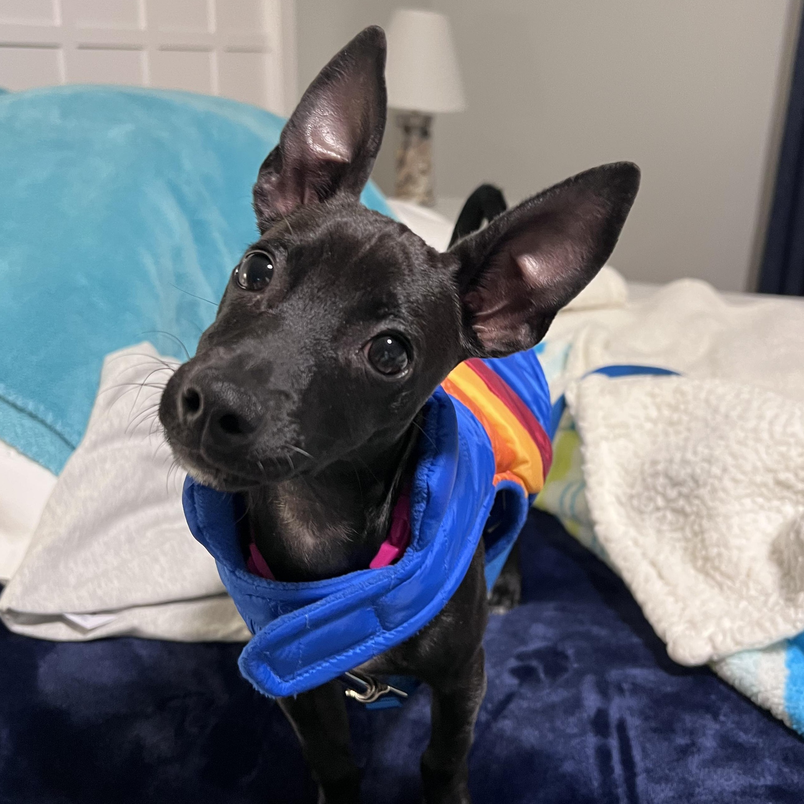 Sofia - The Sweetie, an adoption pending mixed breed in ASHEVILLE, NC image 2/6