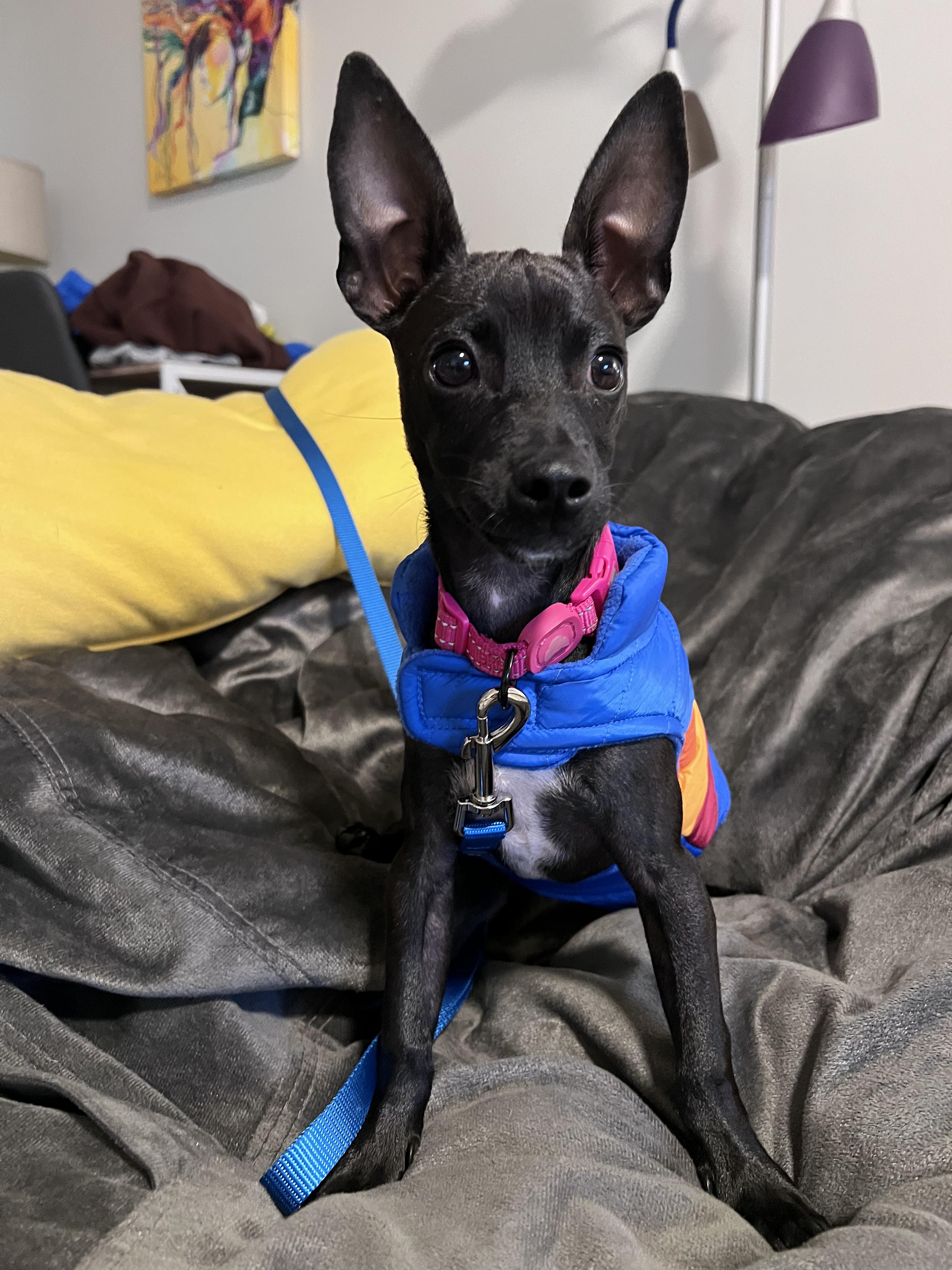 Sofia - The Sweetie, an adoption pending mixed breed in ASHEVILLE, NC image 1/6