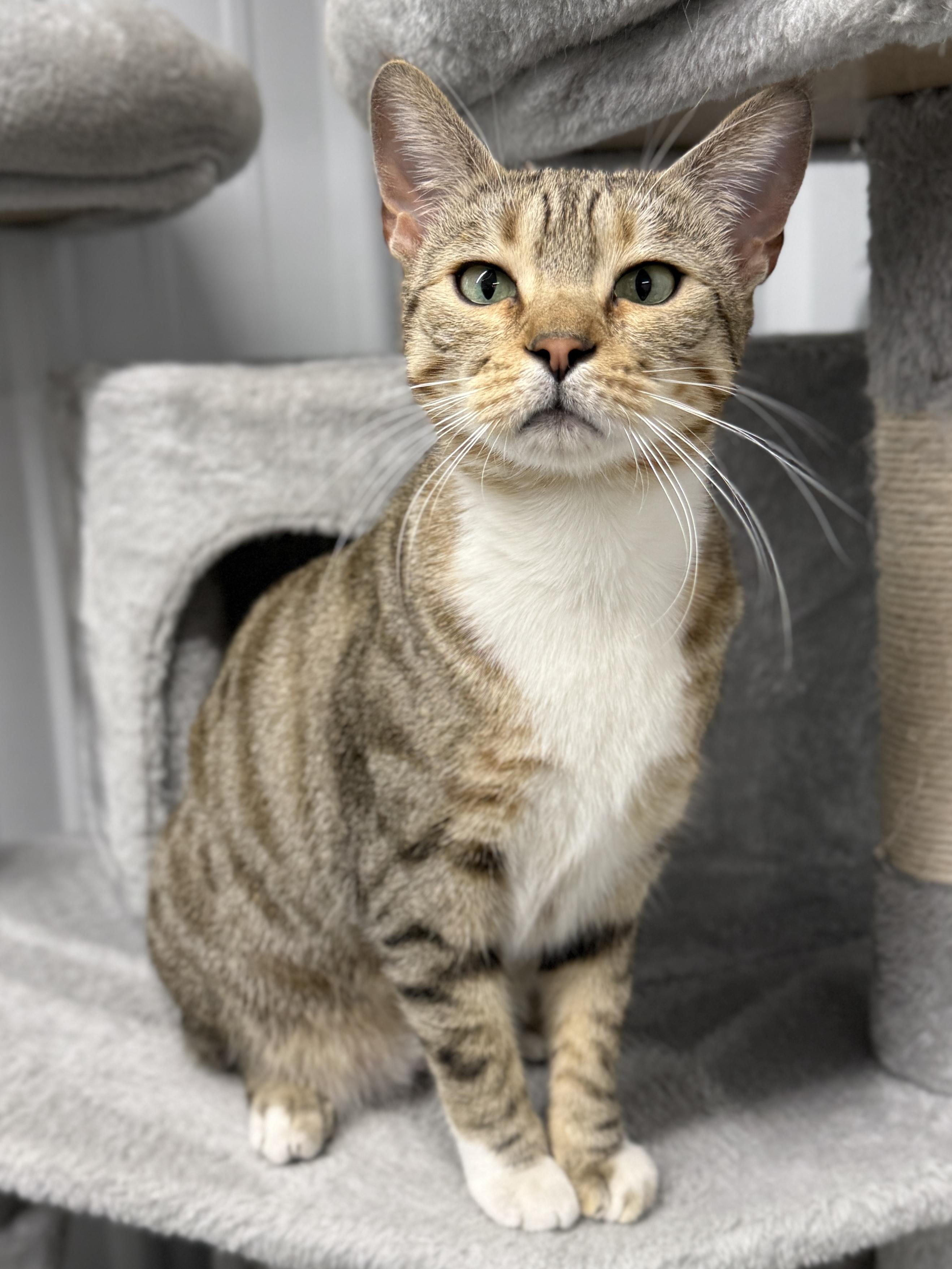 Enlarge Strawberry, a ADOPTABLE Domestic Short Hair in Wautoma, WI image 2/4