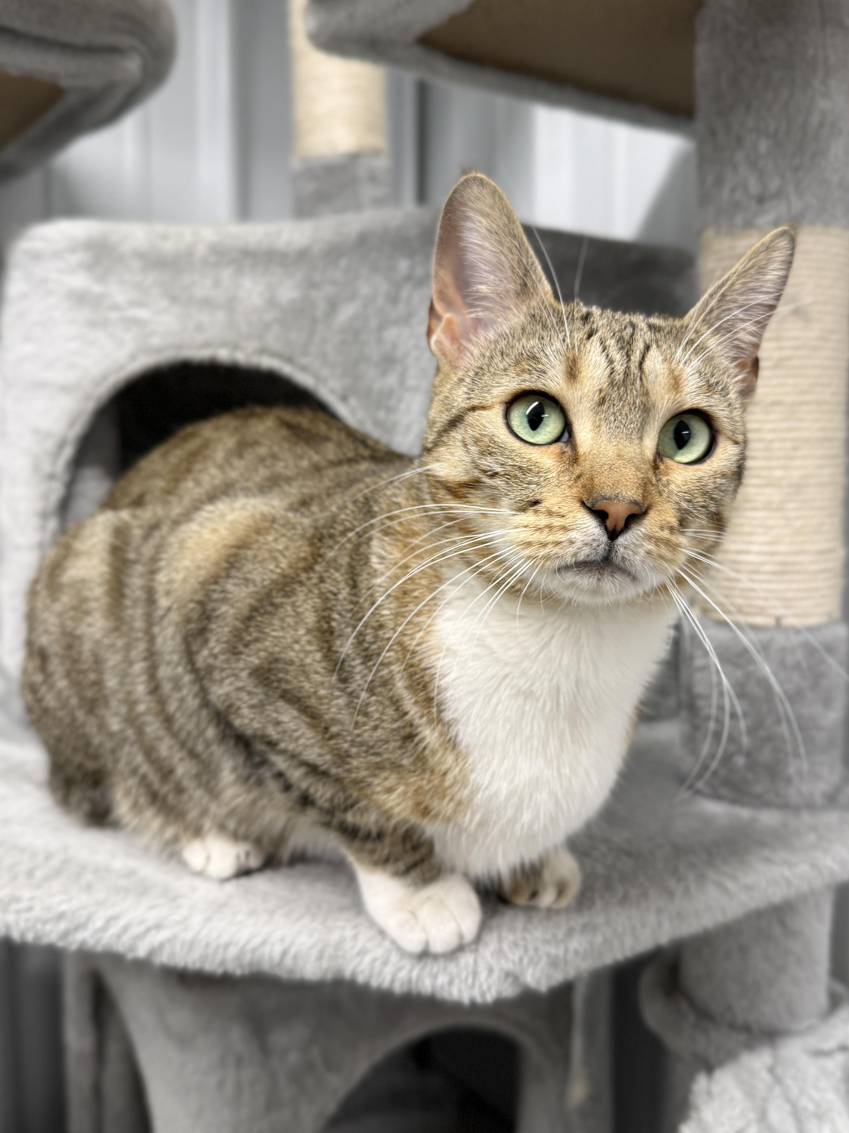 Enlarge Strawberry, a ADOPTABLE Domestic Short Hair in Wautoma, WI image 3/4