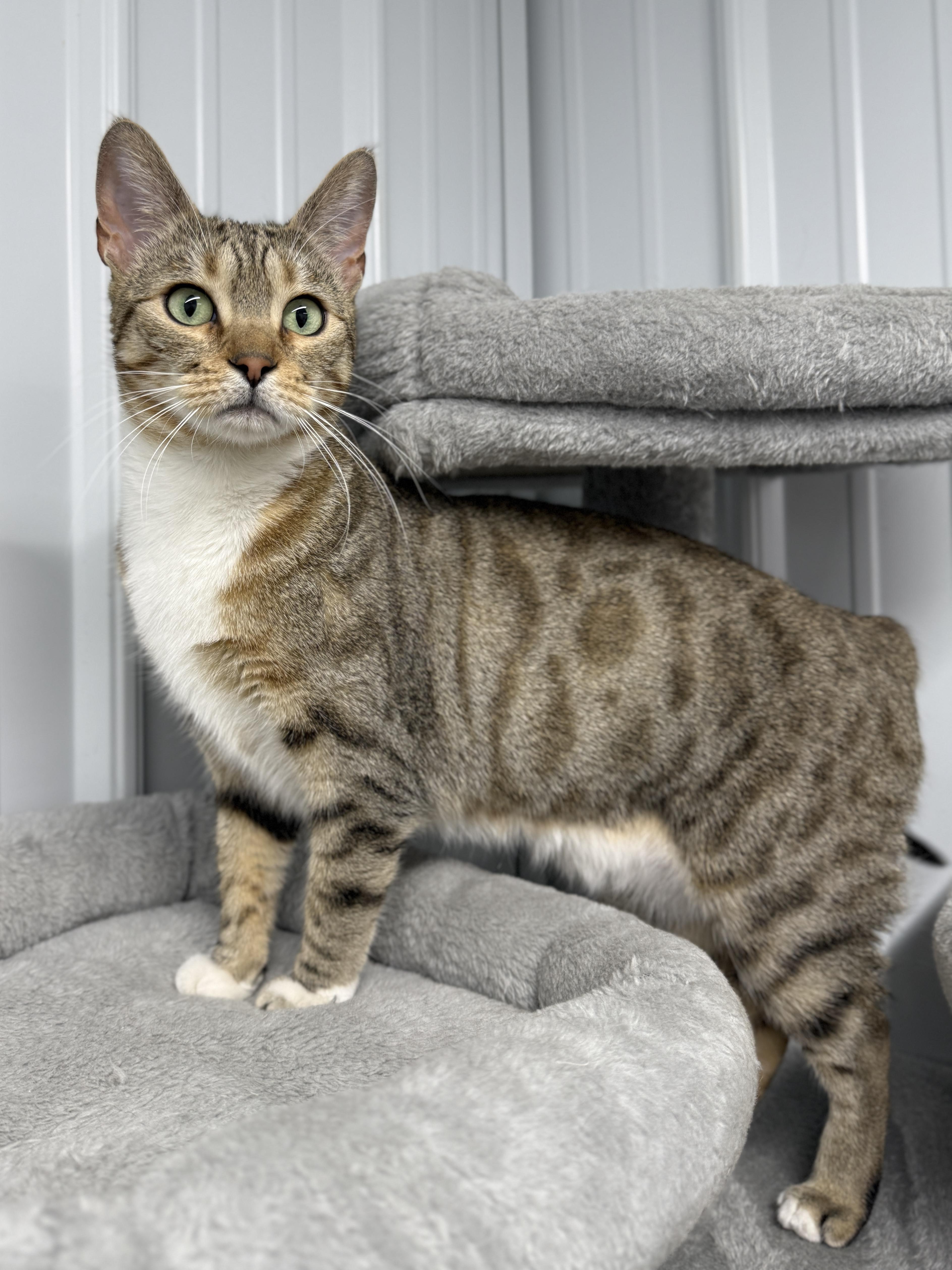 Enlarge Strawberry, a ADOPTABLE Domestic Short Hair in Wautoma, WI image 4/4