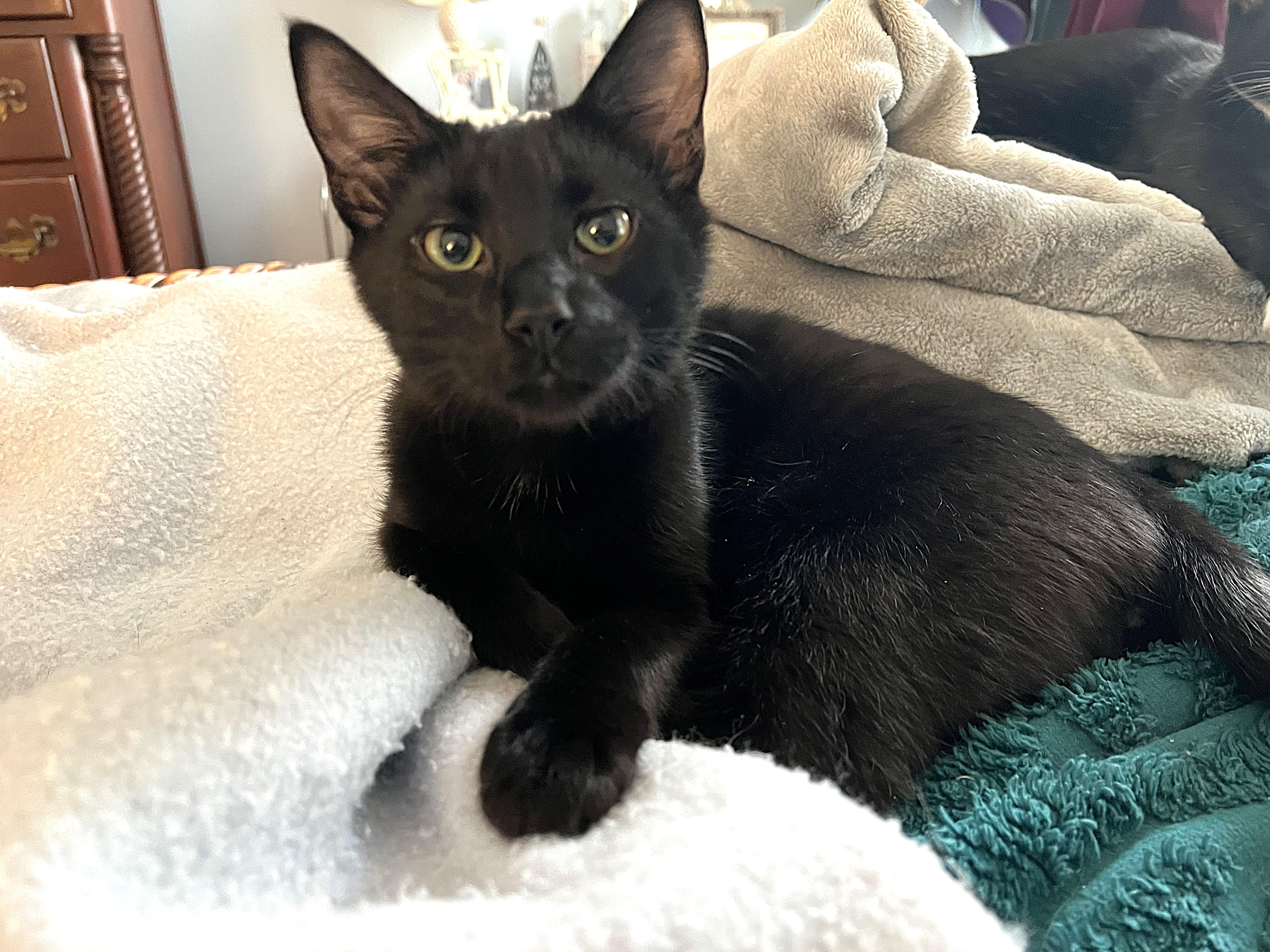 Enlarge Renfis, a ADOPTABLE Domestic Short Hair in Apex, NC image 3/6