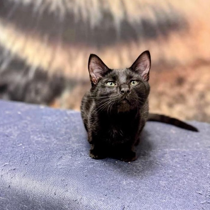 Enlarge Renfis, a ADOPTABLE Domestic Short Hair in Apex, NC image 4/6