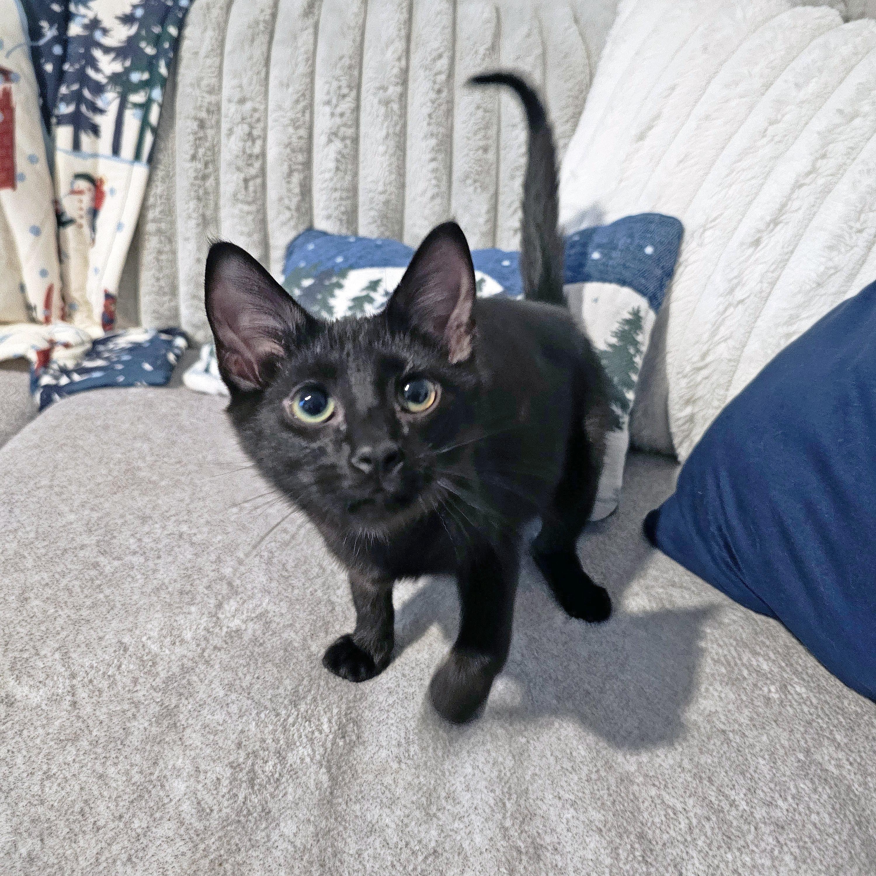 Enlarge Renfis, a ADOPTABLE Domestic Short Hair in Apex, NC image 6/6