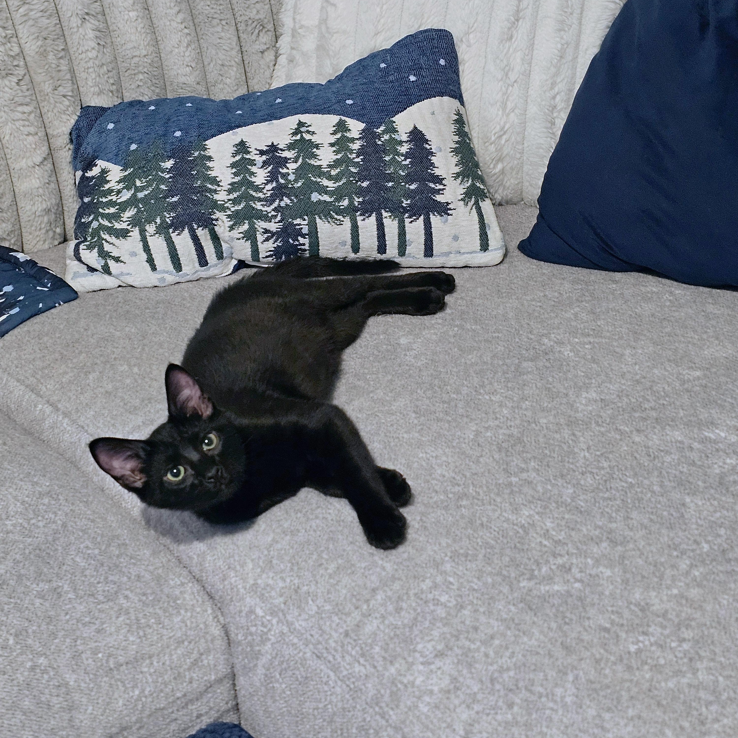 Enlarge Renfis, a ADOPTABLE Domestic Short Hair in Apex, NC image 2/6