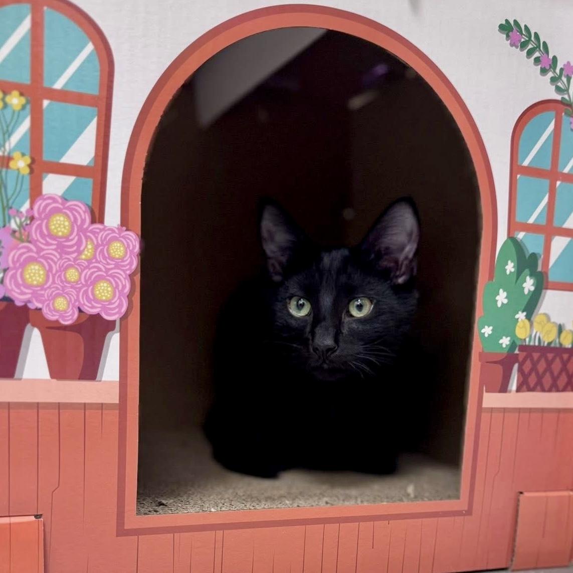 Enlarge Renfis, a ADOPTABLE Domestic Short Hair in Apex, NC image 5/6