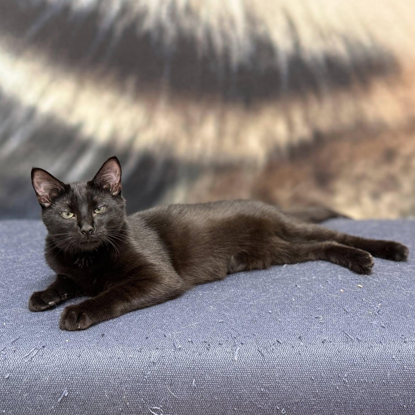 Renfis, ADOPTABLE, Kitten Male Domestic Short Hair.