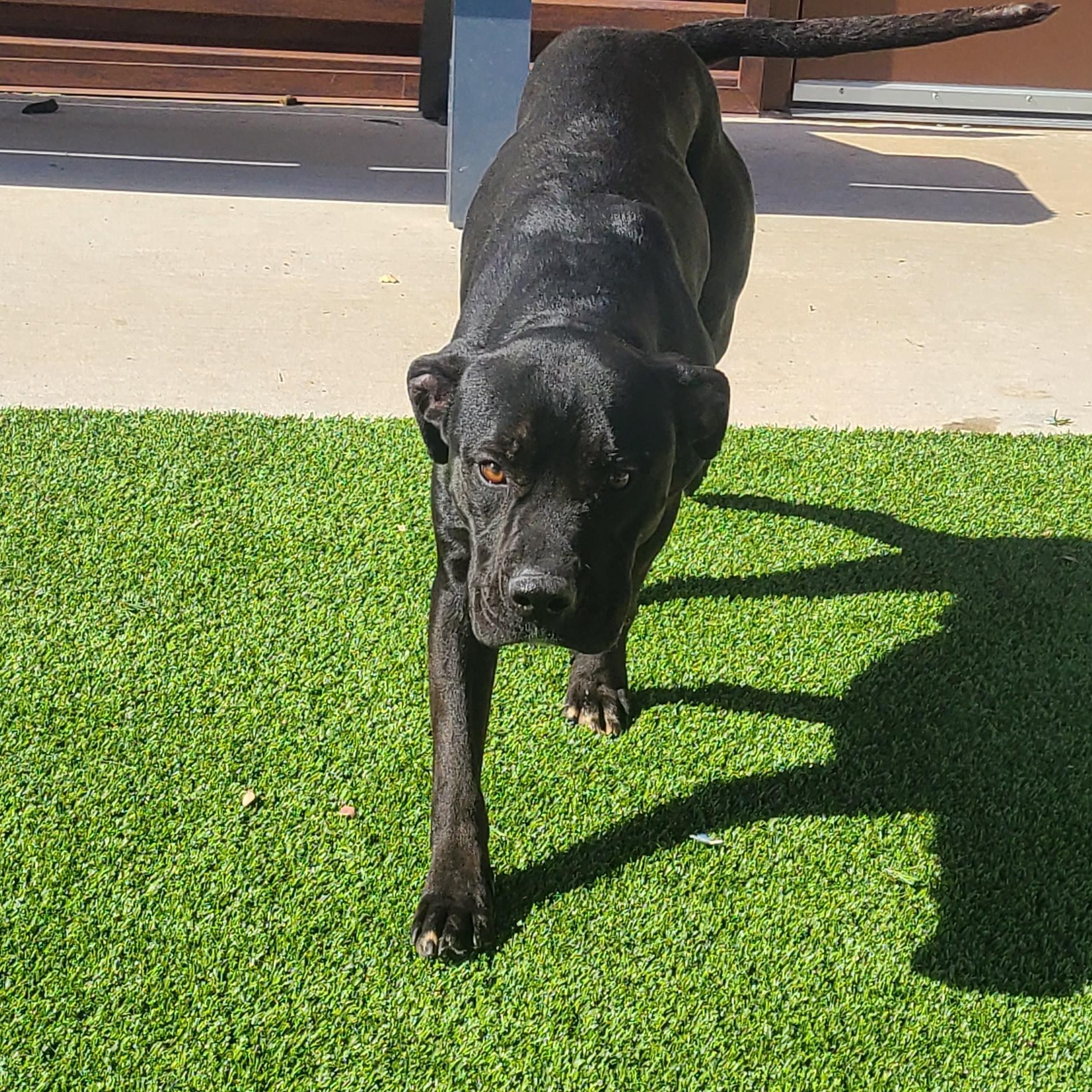 Kodak, Adoptable, Adult Male Pit Bull Terrier.