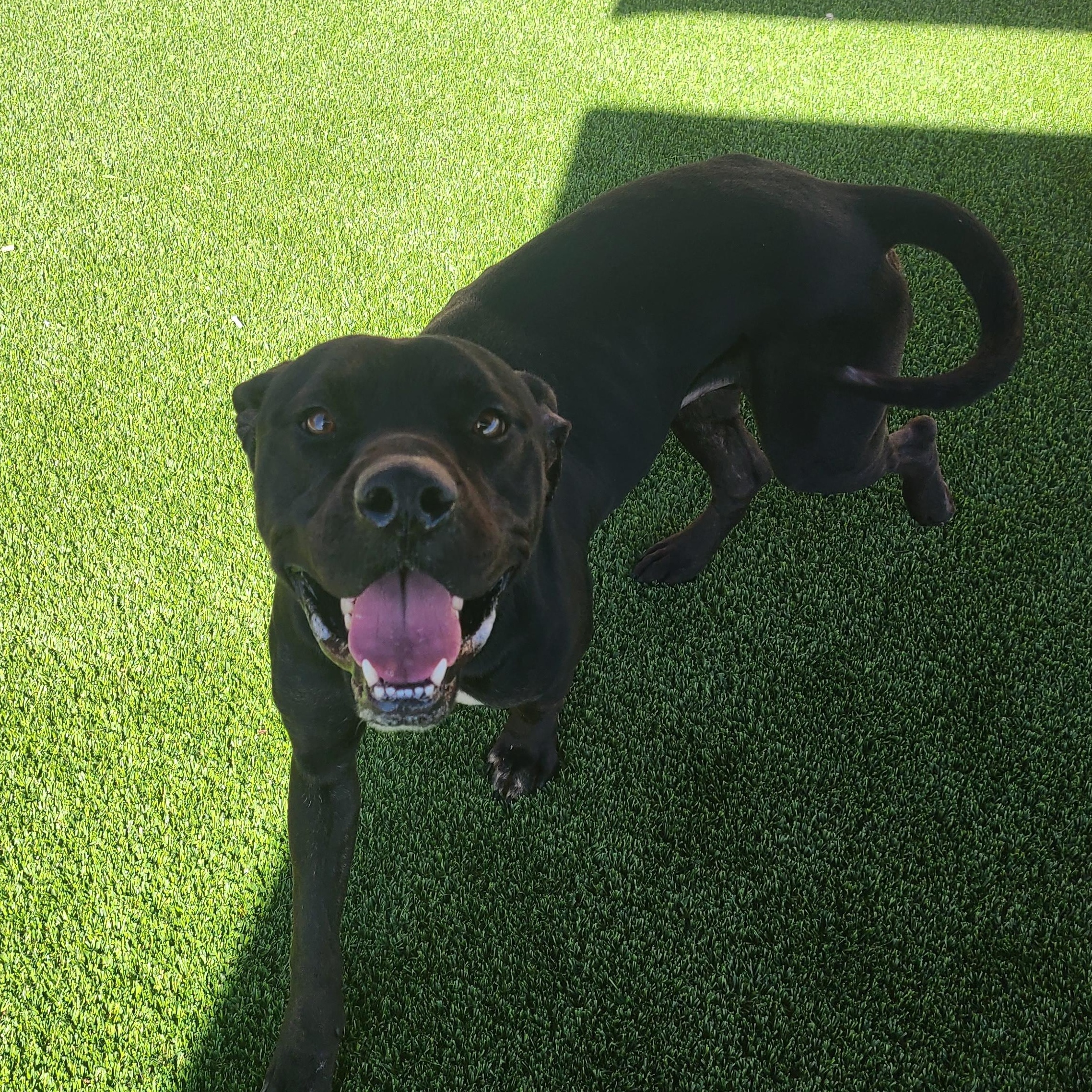 Kodak, a Adoptable Pit Bull Terrier in Sachse, TX image 2/2