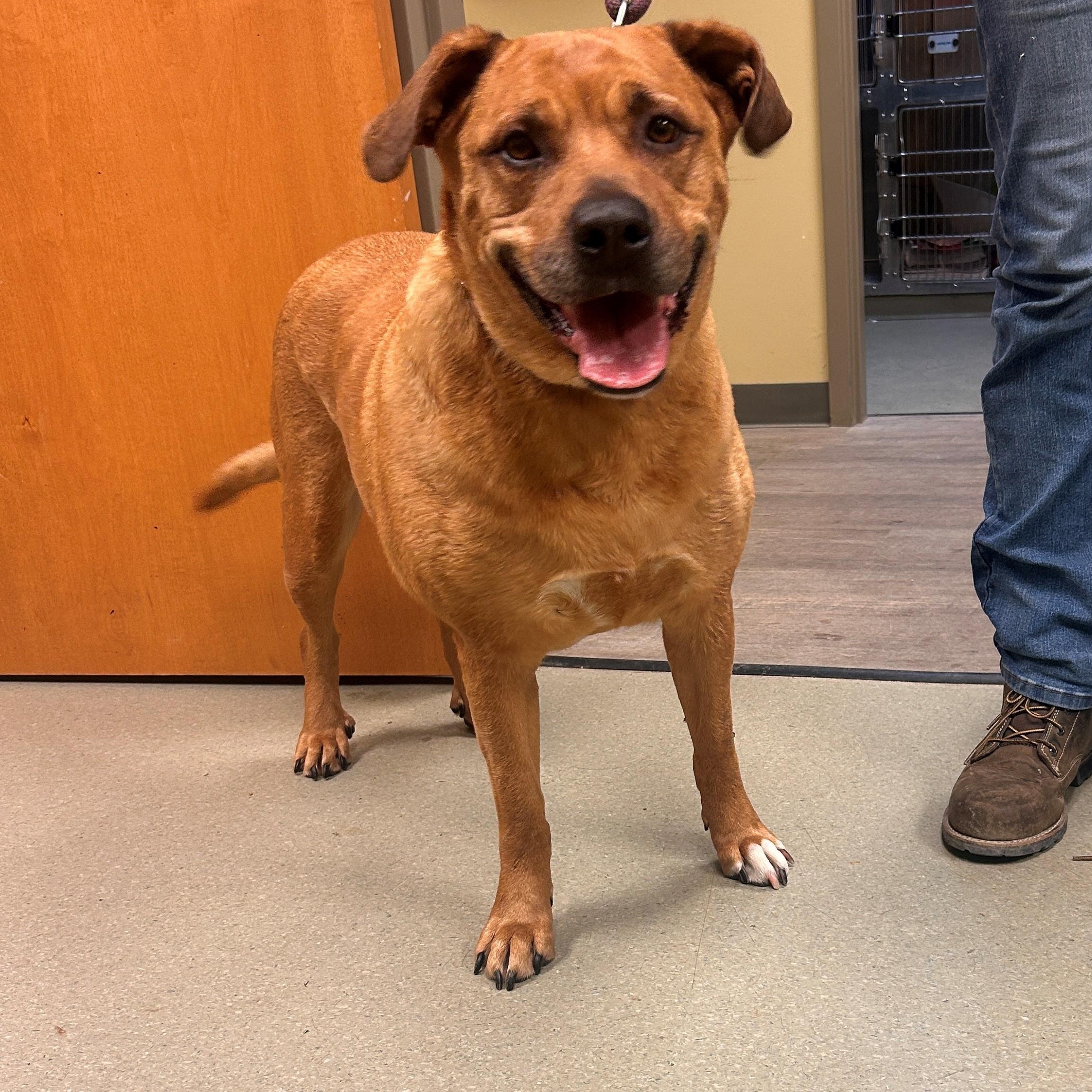 25-0253 "Lena", Adoptable, Adult Female German Shepherd Dog & Rottweiler.