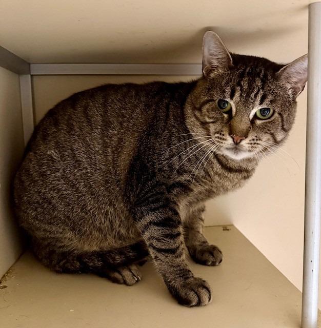 Enlarge Walter, a Adoptable Domestic Short Hair in Humble, TX image 1/1