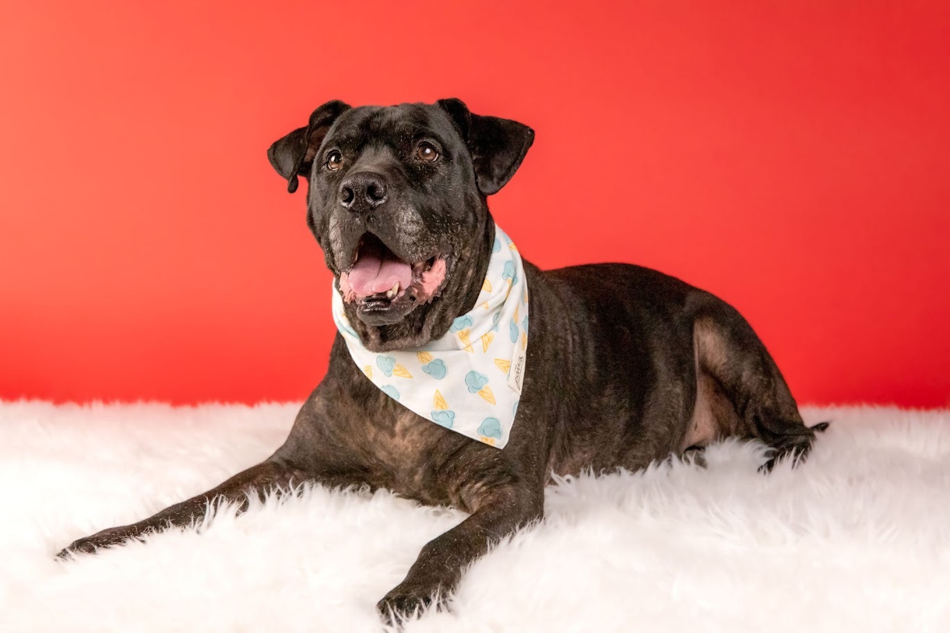 Jello, Adopted, Senior Male American Staffordshire Terrier.