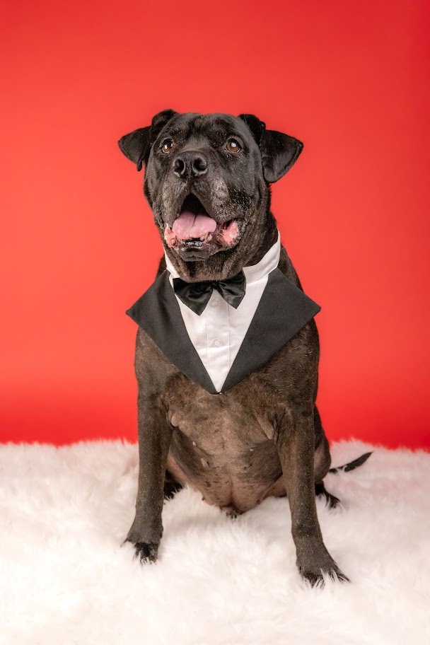 Enlarge Jello, a Adopted mixed breed in Dover, NH image 2/8