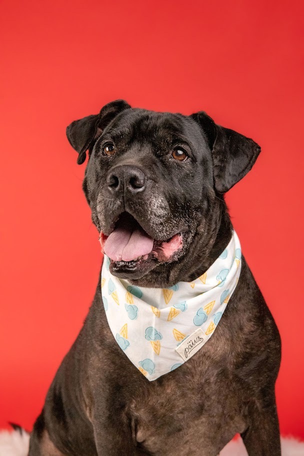 Enlarge Jello, a Adopted mixed breed in Dover, NH image 3/8