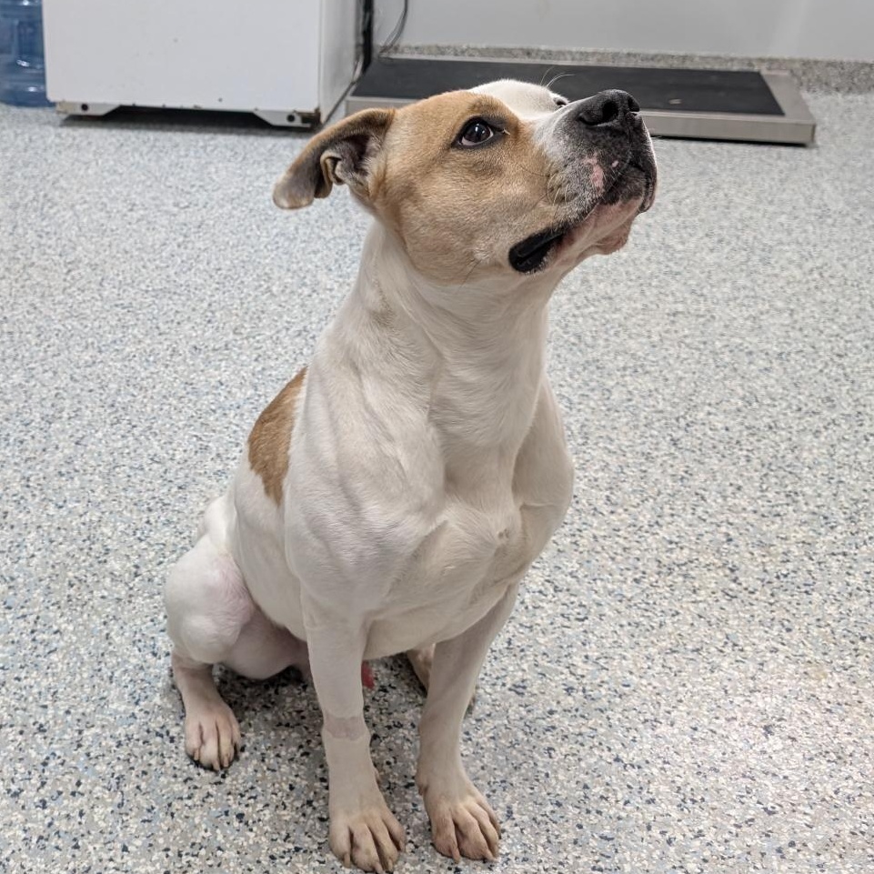 188058 Waylon , a ADOPTABLE Pit Bull Terrier in Ravenna, OH image 3/5