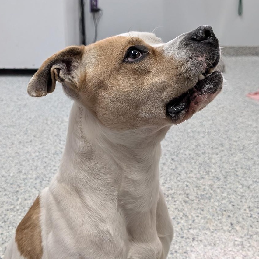 188058 Waylon , a ADOPTABLE Pit Bull Terrier in Ravenna, OH image 5/5