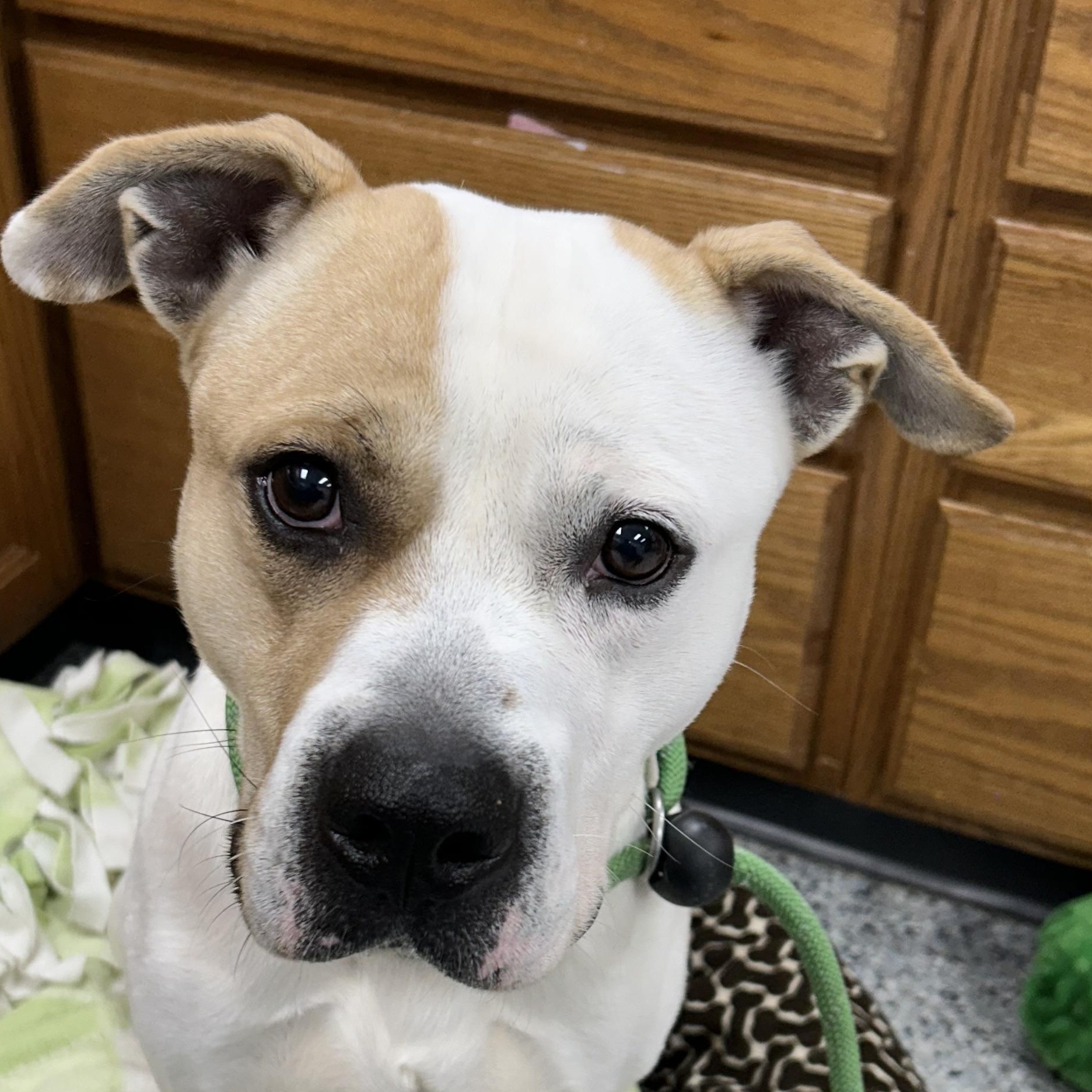 188058 Waylon , a ADOPTABLE Pit Bull Terrier in Ravenna, OH image 4/5