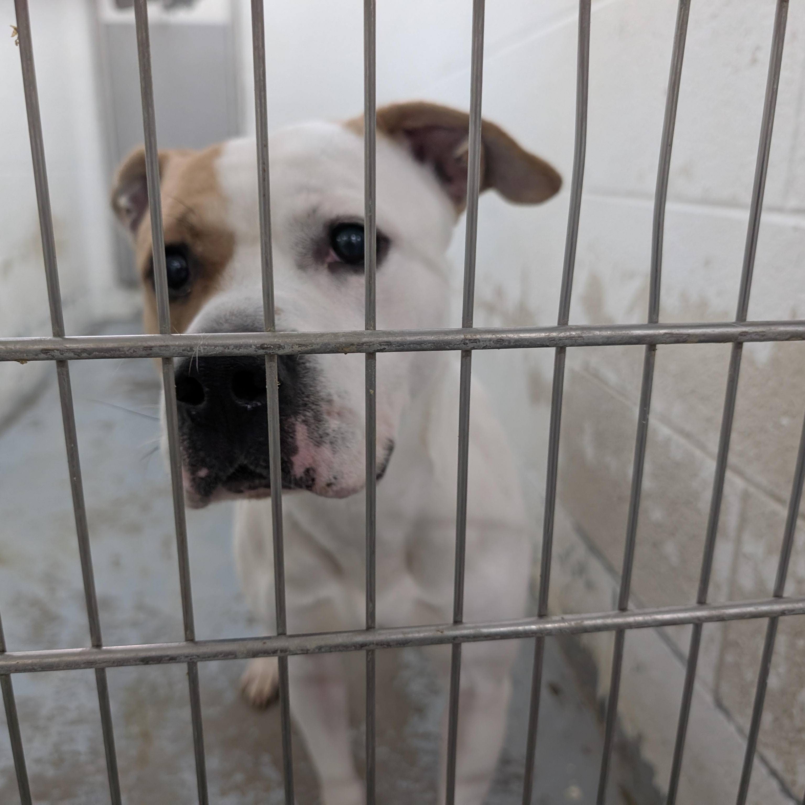 188058 Waylon LOOKING FOR OWNER, ADOPTABLE, Adult Male Pit Bull Terrier.