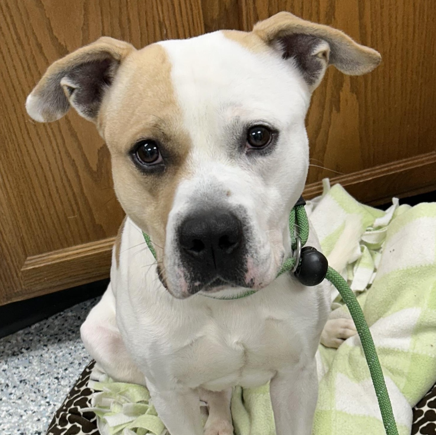 188058 Waylon , ADOPTABLE, Adult Male Pit Bull Terrier.