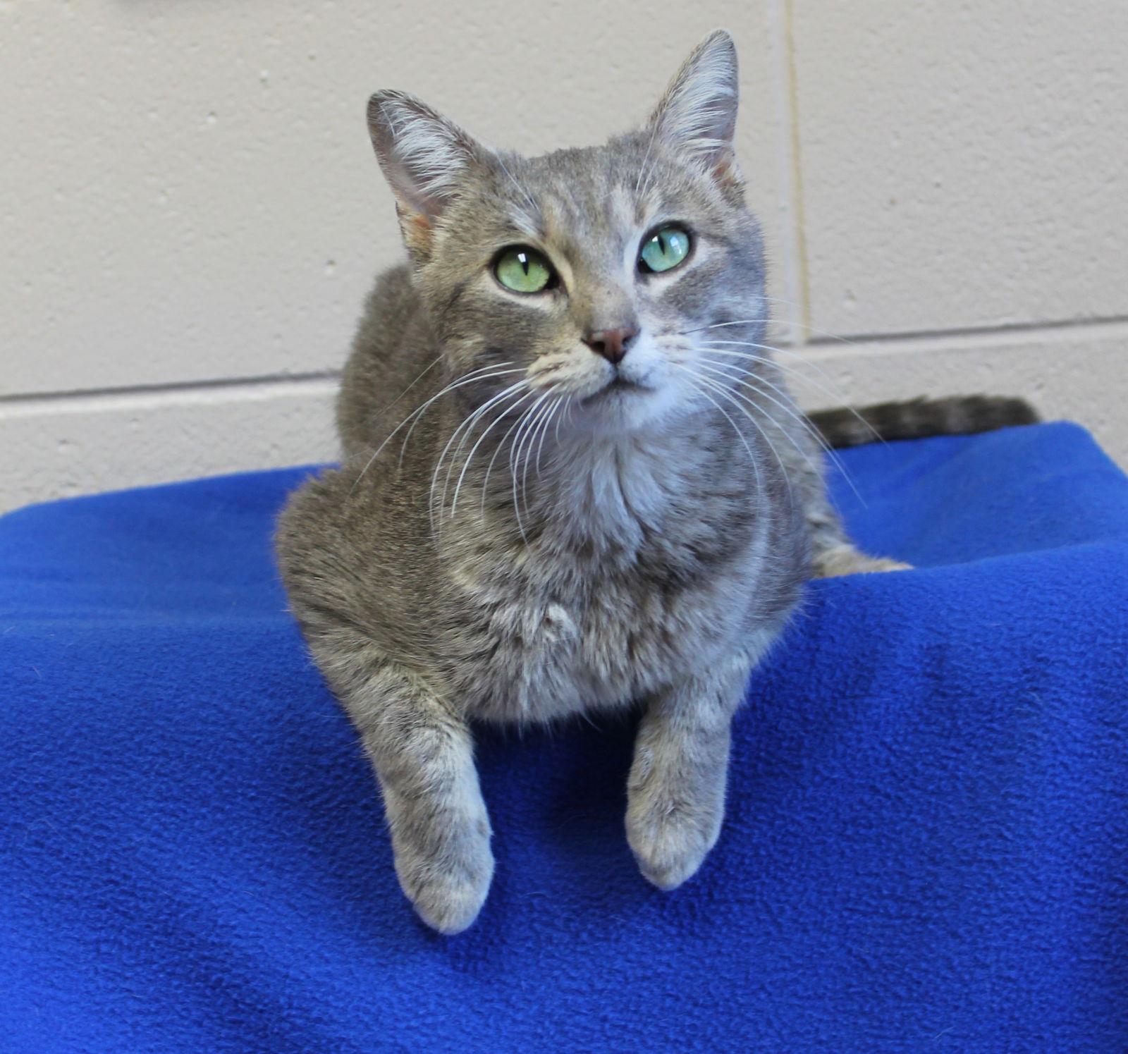 Enlarge Cooper - 43135, a Adoptable Domestic Short Hair in Prattville, AL image 3/3