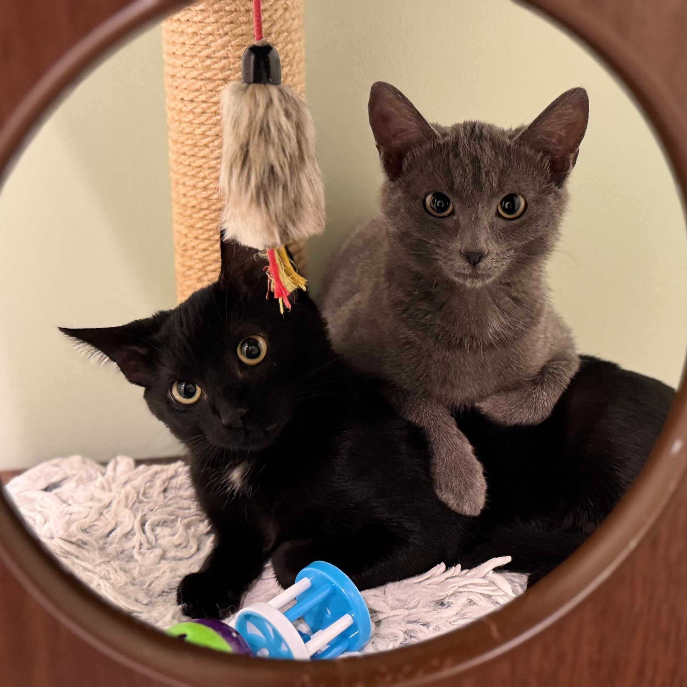 Nematoda And Porifera photo 1