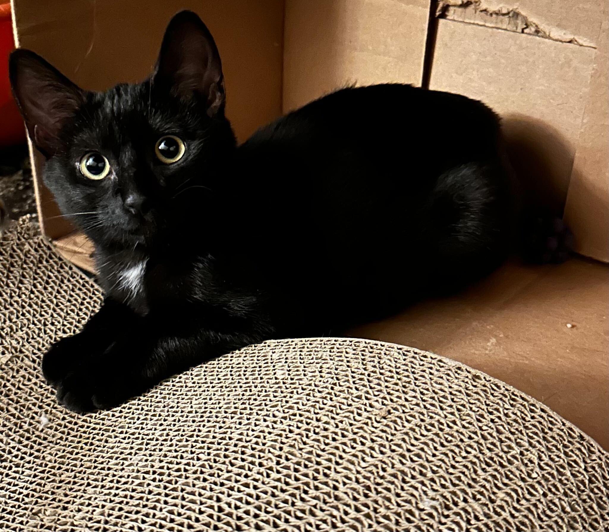 Nematoda And Porifera thumbnail 3