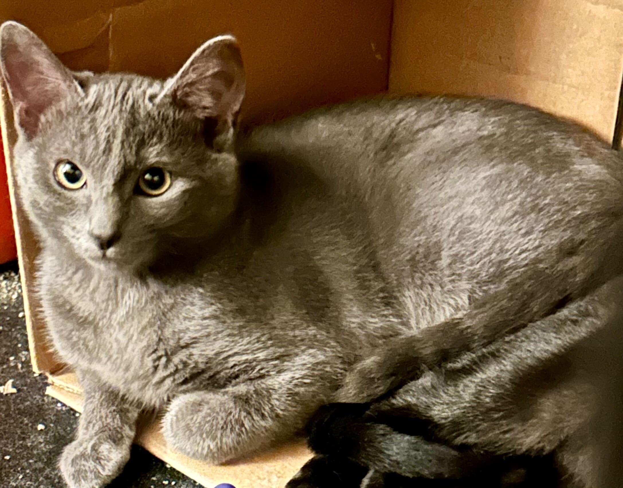 Nematoda And Porifera thumbnail 4