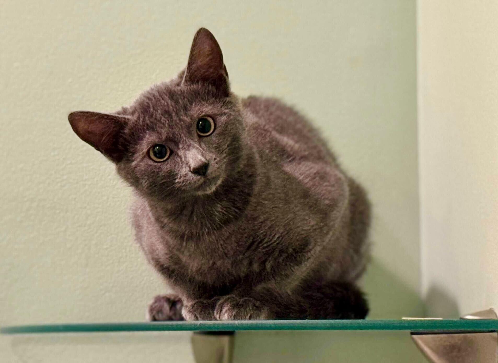 Nematoda And Porifera thumbnail 2