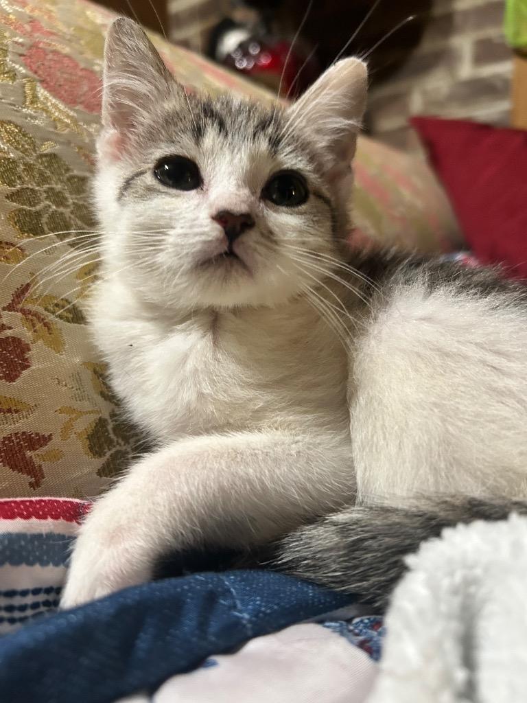 Frenchie, a Adoptable mixed breed in Johnson City, TN image 1/4