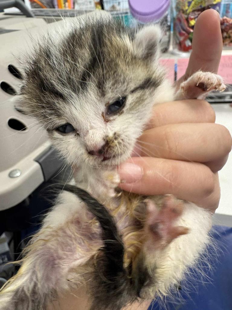 Frenchie, a Adoptable mixed breed in Johnson City, TN image 2/4