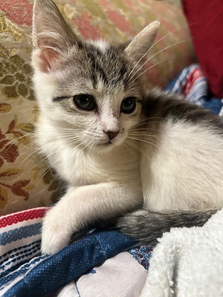 Frenchie, a Adoptable mixed breed in Johnson City, TN image 3/4