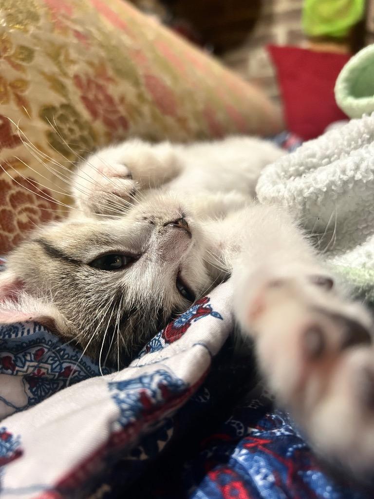 Frenchie, a Adoptable mixed breed in Johnson City, TN image 4/4